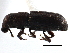  (Rhyncolus knowltoni - CCDB-22983-H03)  @11 [ ] CreativeCommons - Attribution (2015) CBG Photography Group Centre for Biodiversity Genomics