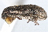  (Sitona tibialis - CCDB-22984-C11)  @11 [ ] CreativeCommons - Attribution (2015) CBG Photography Group Centre for Biodiversity Genomics