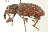  ( - CCDB-22984-G10)  @11 [ ] CreativeCommons - Attribution (2015) CBG Photography Group Centre for Biodiversity Genomics