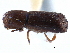  (Xyleborus celsus - CCDB-22986-D04)  @11 [ ] CreativeCommons - Attribution (2015) CBG Photography Group Centre for Biodiversity Genomics