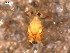  (Dicyrtomina ornata - COLNO-0050)  @15 [ ] CreativeCommons - Attribution (2010) Unspecified Centre for Biodiversity Genomics