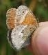  (Coenonympha california nipisiquit - N2016-171)  @12 [ ] CreativeCommons - Attribution (2016) S. Pinna Unspecified