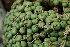  (Conophytum minutum - ADH0102)  @11 [ ] No Rights Reserved  Unspecified Unspecified
