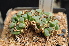  (Conophytum concordans - ADH6)  @11 [ ] No Rights Reserved  Unspecified Unspecified