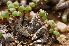  (Conophytum violaciflorum - ARM170C)  @11 [ ] No Rights Reserved  Unspecified Unspecified