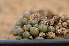  (Conophytum minusculum - ARM391)  @11 [ ] No Rights Reserved  Unspecified Unspecified