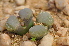  (Conophytum friedrichiae - ARM679C)  @11 [ ] No Rights Reserved  Unspecified Unspecified