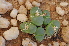  (Conophytum longum - ARM783)  @11 [ ] No Rights Reserved  Unspecified Unspecified