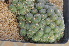  (Conophytum stephanii - ARM999)  @11 [ ] No Rights Reserved  Unspecified Unspecified