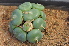  (Conophytum globosum - ARM 1200)  @11 [ ] No Rights Reserved  Unspecified Unspecified