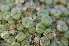  (Conophytum auriflorum - ARM 555)  @11 [ ] No Rights Reserved  Unspecified Unspecified