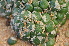  (Conophytum fulleri - ARM 966)  @11 [ ] No Rights Reserved  Unspecified Unspecified