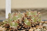  (Conophytum regale - Bayer1081)  @11 [ ] No Rights Reserved  Unspecified Unspecified