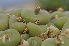  (Conophytum concavum - Lavranos _s.n._277-70)  @11 [ ] No Rights Reserved  Unspecified Unspecified