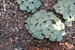  (Conophytum pageae - Magee1058)  @11 [ ] No Rights Reserved  Unspecified Unspecified
