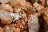 (Conophytum maughanii - PKM-22)  @11 [ ] No Rights Reserved  Unspecified Unspecified