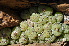  (Conophytum ficiforme - P_M_3)  @11 [ ] No Rights Reserved  Unspecified Unspecified