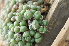  (Conophytum saxetanum - WW1600)  @11 [ ] No Rights Reserved  Unspecified Unspecified