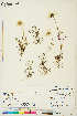  (Tripleurospermum hookeri - CCDB-34685-H04)  @11 [ ] CreativeCommons - Attribution Non-Commercial 4.0 International (2020) Canadian Museum of Nature Canadian Museum of Nature