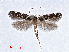 (Eteobalea beata - RMNH.INS.556922)  @11 [ ] CreativeCommons - Attribution Non-Commercial Share-Alike (2013) Unspecified Naturalis, Biodiversity Centre