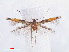  (Cosmopterix opulenta - RMNH.INS.544193)  @13 [ ] CreativeCommons - Attribution Non-Commercial Share-Alike (2013) Unspecified Naturalis, Biodiversity Centre