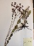 (Trilisa odoratissima - MCF-274)  @11 [ ] copyright (2021) Unspecified Columbus State University
