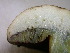  (Boletus firmus - S-0297)  @11 [ ] CreativeCommons - Attribution Non-Commercial Share-Alike (2010) Jeffrey A. Klemens Royal Ontario Museum