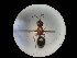  (Physetopoda scutellaris scutellaris - CCDB-09787-G03)  @11 [ ] Copyright  G. Blagoev 2010 Unspecified