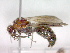  (Physetopoda lucasii lucasii - CCDB-12230-C04)  @14 [ ] Copyright  G. Blagoev 2010 Unspecified