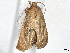  (Dimorphopalpa Malaise6903 - BIOUG63961-B01)  @11 [ ] CreativeCommons - Attribution (2022) CBG Photography Group Centre for Biodiversity Genomics