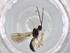  (Heterospilus Malaise9117 - BIOUG72018-E12)  @11 [ ] CreativeCommons - Attribution (2021) Centre for Biodiversity Genomics Centre for Biodiversity Genomics