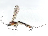  (Zaglyptomorpha Malaise7364 - BIOUG70357-F09)  @15 [ ] CreativeCommons - Attribution (2035) CBG Photography Group Centre for Biodiversity Genomics