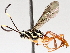  (Coelichneumon Malaise6635 - BIOUG71247-C10)  @11 [ ] CreativeCommons - Attribution (2021) CBG Photography Group Centre for Biodiversity Genomics