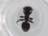  (Cephalotes curvistriatus - BIOUG85542-C02)  @11 [ ] CreativeCommons - Attribution (2022) Centre for Biodiversity Genomics Centre for Biodiversity Genomics