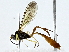  (ichJanzen01 Janzen9116 - BIOUG91363-C05)  @11 [ ] CreativeCommons - Attribution (2022) CBG Photography Group Centre for Biodiversity Genomics