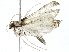  (Eupithecia Malaise9705 - BIOUG91397-G08)  @11 [ ] CreativeCommons - Attribution (2022) CBG Photography Group Centre for Biodiversity Genomics