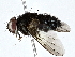  (Lixophaga Malaise5091 - BIOUG76546-G09)  @11 [ ] CreativeCommons - Attribution (2022) CBG Photography Group Centre for Biodiversity Genomics