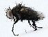  (tachMalaise01 Malaise2917 - CBG-A00358-D08)  @11 [ ] CreativeCommons - Attribution (2023) CBG Photography Group Centre for Biodiversity Genomics