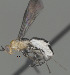  (Bracon Malaise3043 - CCDB-38198-F12)  @11 [ ] CreativeCommons - Attribution (2023) Michael Sharkey Centre for Biodiversity Genomics