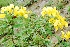  (Senna auriculata - SAC028)  @11 [ ] CIMAP Herbarium (2014) Dr. V. Sundaresan, Priyanka Mishra Central Institute of Medicinal and Aromatic Plants