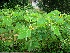  (Senna tora - STC030)  @11 [ ] CIMAP Herbarium (2014) Dr. V. Sundaresan, Priyanka Mishra Central Institute of Medicinal and Aromatic Plants