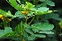  ( - SUC029)  @11 [ ] CIMAP Herbarium (2014) Dr. V. Sundaresan, Priyanka Mishra Central Institute of Medicinal and Aromatic Plants