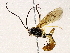  (Microcharops 1/12 - BIOUG73027-C08)  @11 [ ] CreativeCommons - Attribution (2022) CBG Photography Group Centre for Biodiversity Genomics