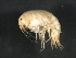  (Gammarus lacustris - 08BBCRU-149)  @15 [ ] CreativeCommons - Attribution (2009) Unspecified Centre for Biodiversity Genomics