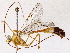  (Enicospilus trilineatusDHJ03 - BIOUG73655-A03)  @14 [ ] CreativeCommons - Attribution (2022) CBG Photography Group Centre for Biodiversity Genomics