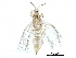  (Anaphothrips obscurus - BIOUG27525-B04)  @14 [ ] CreativeCommons - Attribution (2016) CBG Photography Group Centre for Biodiversity Genomics