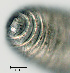  (Mesocriconema xenoplax HG13 - NID-N1327)  @11 [ ] CreativeCommons - Attribution Non-Commercial (2017) Tom Powers University of Nebraska