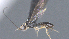  (Heterospilus Malaise7522 - CCDB-28455-A06)  @11 [ ] CreativeCommons - Attribution (2023) Michael Sharkey Centre for Biodiversity Genomics