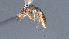  (Heterospilus Malaise6392 - CCDB-28455-E06)  @11 [ ] CreativeCommons - Attribution (2023) Michael Sharkey Centre for Biodiversity Genomics