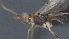  ( - CCDB-28456-B01)  @11 [ ] CreativeCommons - Attribution (2023) Michael Sharkey Centre for Biodiversity Genomics